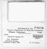 Clavulina rugosa image